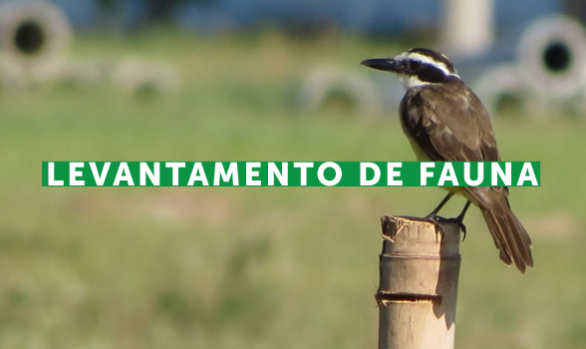 Levantamento de Fauna