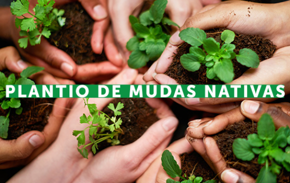 Plantio de mudas nativas