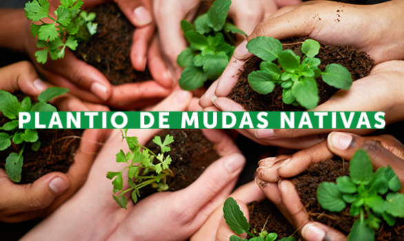 Plantio de mudas nativas